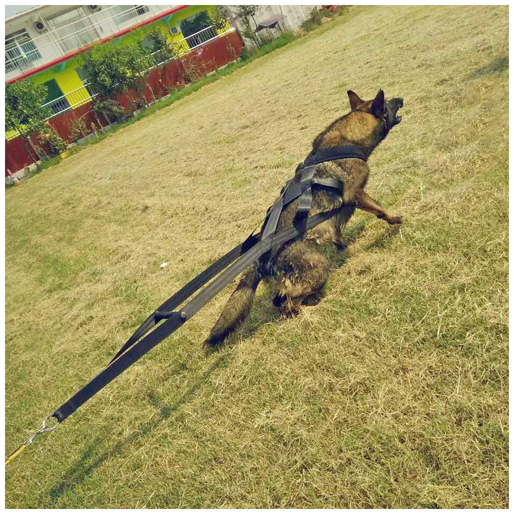 No-Pull Chest Strap Harness – Comfortable Training Harness for Dogs & Puppies