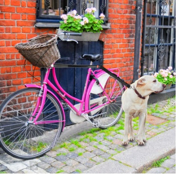 Hands-Free Bike & Walk Dog Leash – Ride, Walk, Explore