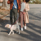 Adjustable Nylon Dog Mouth Leash – Soft, Breathable Training & Walking Head Harness for Dogs