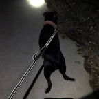 Hand-Holding Rope Training Leash – Gentle Control for Learning Pups