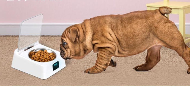 5G Bowl Automatic Pet Feeder – Smart Feeding for Busy Pet Parents