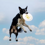 Pro-Level Standard Dog Training Tool – Competition Ready